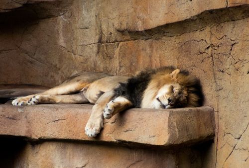 lion zoo sleeping