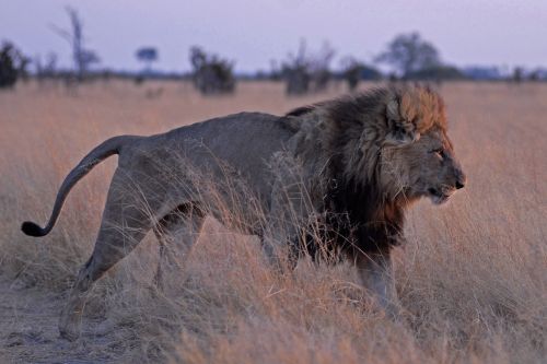 lion botswana savuti