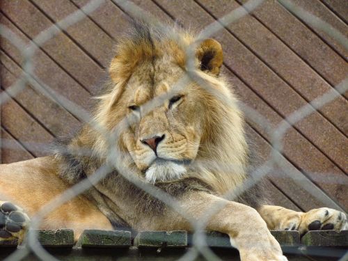 lion cat wild