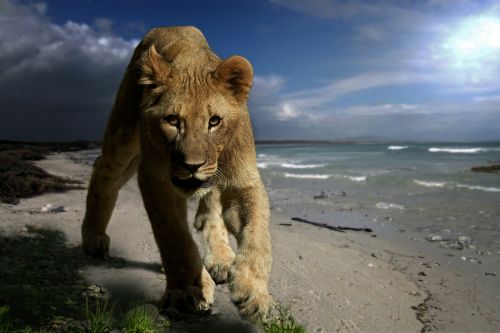 lion young animal predator