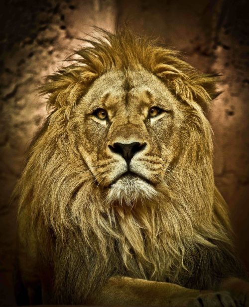 lion zoo predator