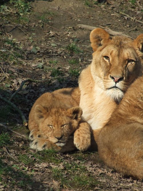 lion cub nature