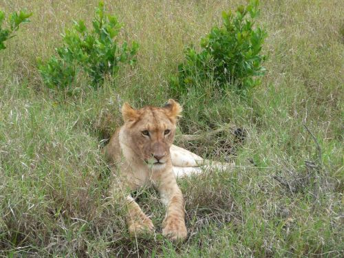 lion cub kenya