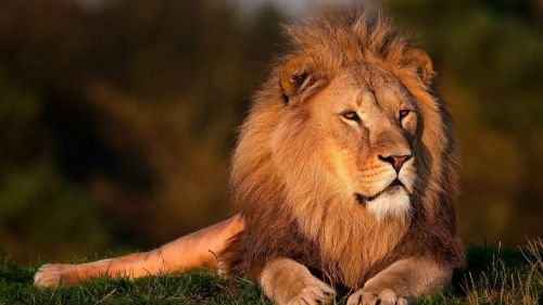 lion lion king forest king lion