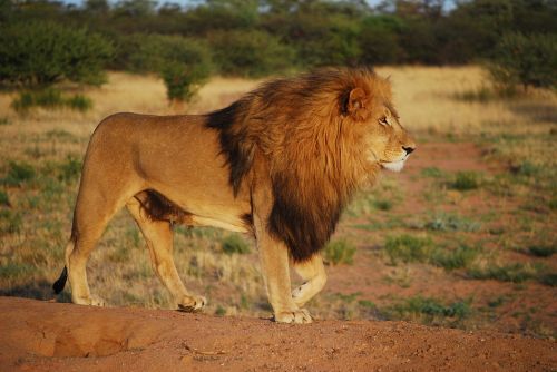 lion pride predator