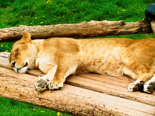 lion female resting