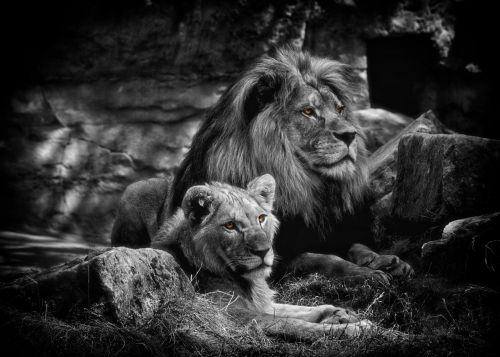 lion bw animals