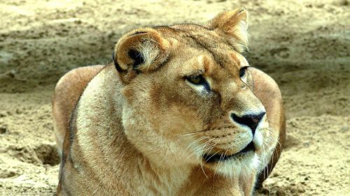 lion lioness savannah