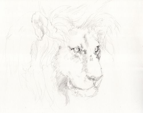 lion drawing pencil drawing