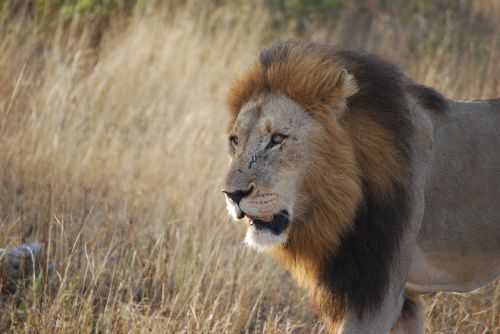 lion south africa safari