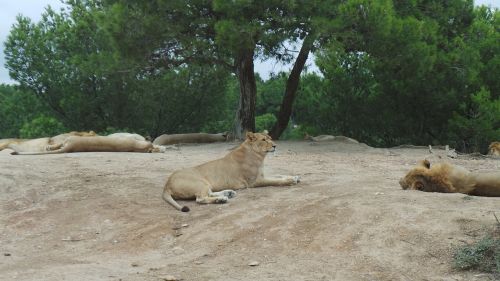 lion lioness reserve africaine sigean