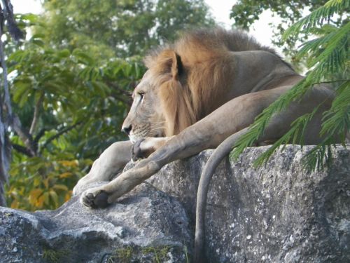 lion rock nature