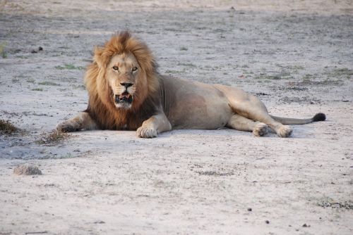lion south africa park