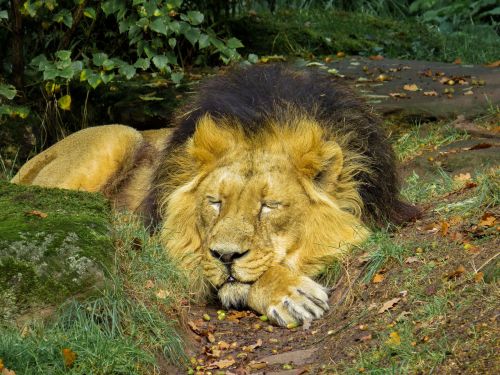 lion predator cat