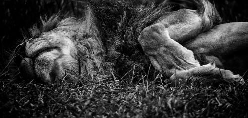 lion male sleeping