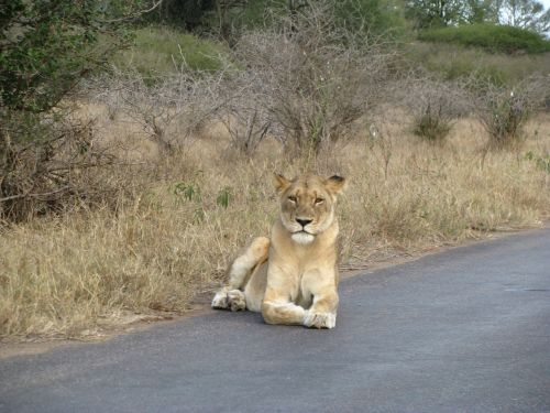 lion safari animal