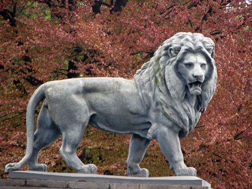 lion animal tree