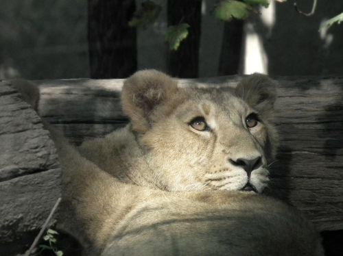 lion lioness cat