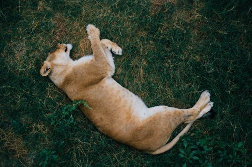 lion sleeping lying