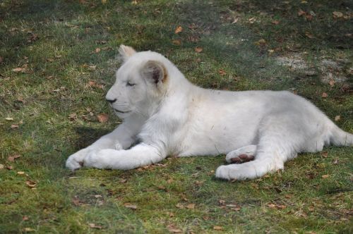 lion lion cub white