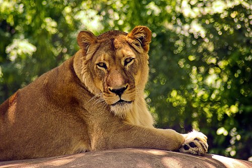 lion at madison zoo  lion  cat