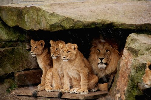 lion baby  lion  predator