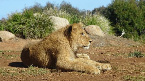 lion cub lion cat