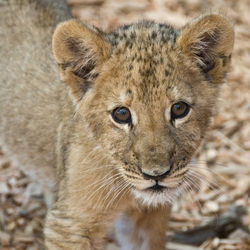lion cub lion cute