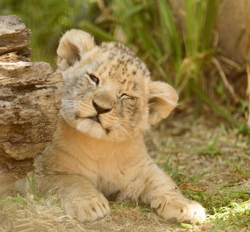 lion cub adorable cute