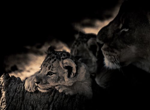 lion cub eyes lookout