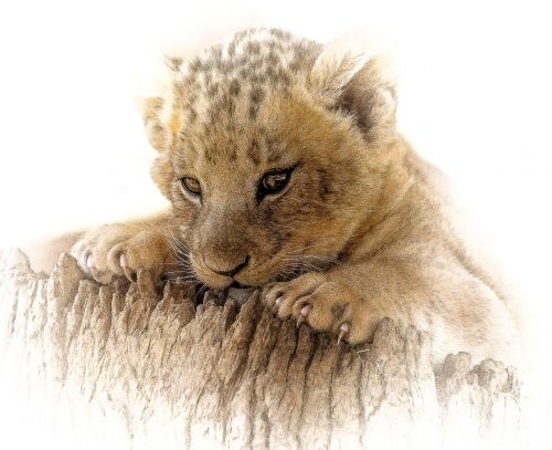 lion cub close cute