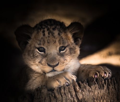 lion cub cute eyes