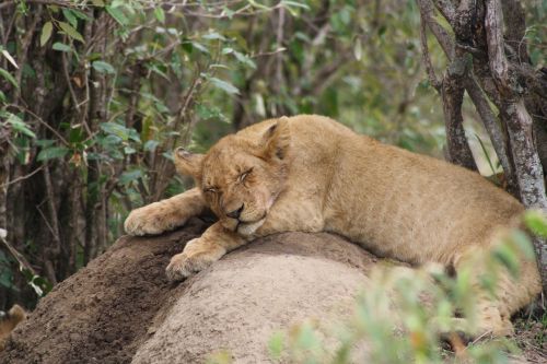 lion cub africa masai mara