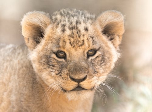 lion cub  cute  eyes