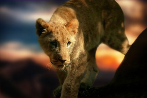 lion cub lion africa