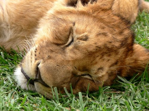 Lion Cub Eyes Shut