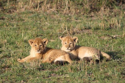 lion cubs africa kenya