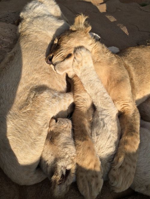 lion cubs lion park africa
