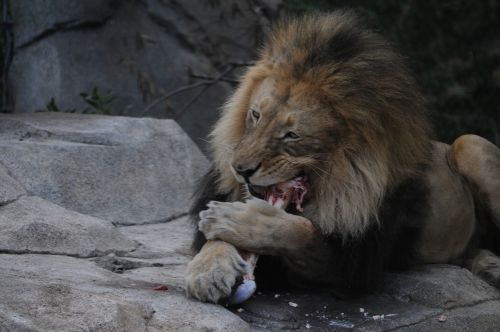 Lion Eating Dinner