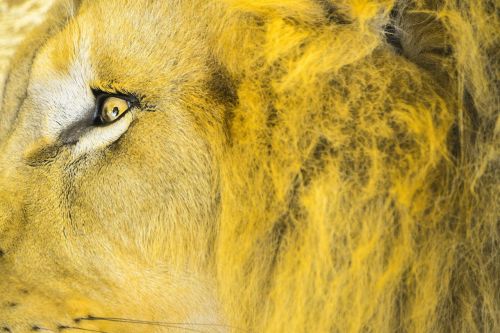 lion eye head wildlife