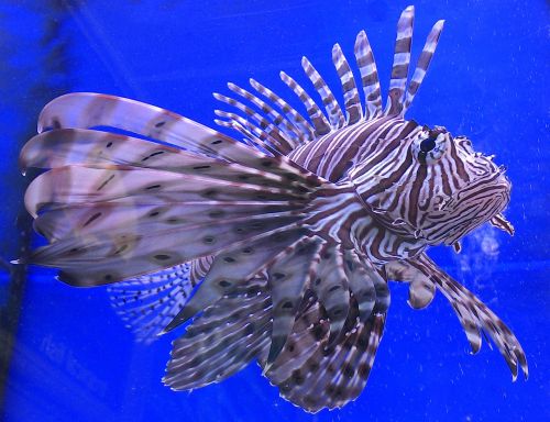 lion fish fish aquatic