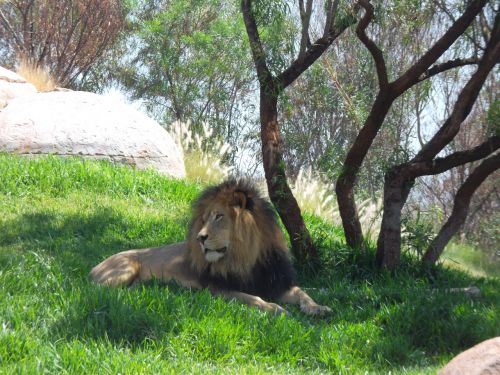 Lion King Head
