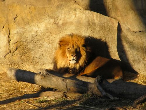 Lion Resting At Sunset