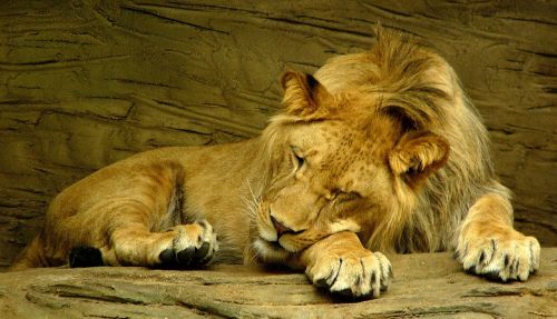 lion sleeping wild animal male