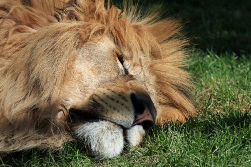 Lion Sleeping Close-up