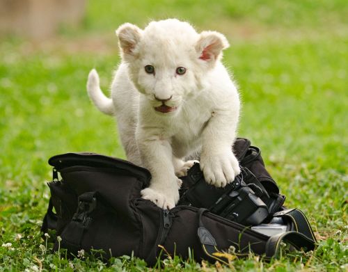 lion white cub baby