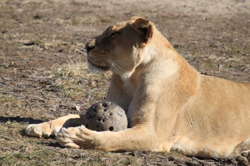 Lion With A Ball
