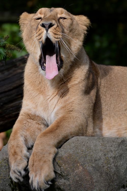 lioness animal mammal