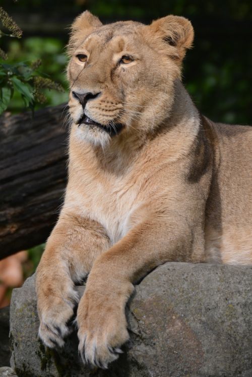 lioness animal mammal