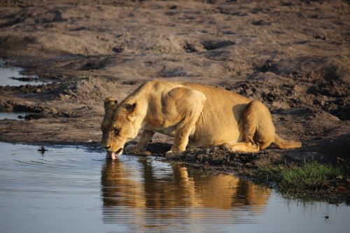 lioness wildlife zimbabwe